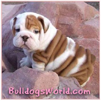 baby bulldogs lookalike